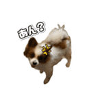 リンといっしょ！（個別スタンプ：16）