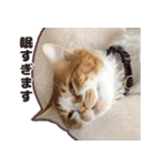 るのむぎ（個別スタンプ：4）
