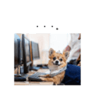 お局様ごっこをするチワワ（個別スタンプ：12）