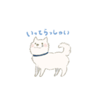 かわいい白犬（個別スタンプ：8）