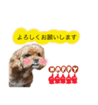 狆プーのモカ様（個別スタンプ：3）