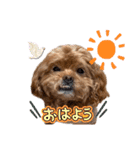 狆プーのモカ様（個別スタンプ：5）