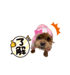 狆プーのモカ様（個別スタンプ：6）