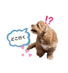 狆プーのモカ様（個別スタンプ：9）