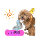 狆プーのモカ様（個別スタンプ：12）