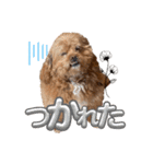 狆プーのモカ様（個別スタンプ：19）