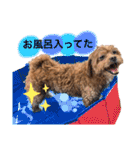 狆プーのモカ様（個別スタンプ：21）