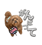 狆プーのモカ様（個別スタンプ：28）