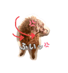 シープードル愛犬タピオカ物語2（個別スタンプ：1）