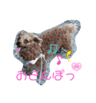 シープードル愛犬タピオカ物語2（個別スタンプ：2）