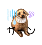 シープードル愛犬タピオカ物語2（個別スタンプ：3）