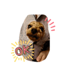 シープードル愛犬タピオカ物語2（個別スタンプ：4）
