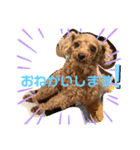 シープードル愛犬タピオカ物語2（個別スタンプ：8）
