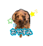 シープードル愛犬タピオカ物語2（個別スタンプ：9）
