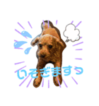 シープードル愛犬タピオカ物語2（個別スタンプ：10）