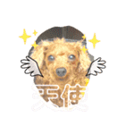シープードル愛犬タピオカ物語2（個別スタンプ：12）