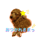 シープードル愛犬タピオカ物語2（個別スタンプ：15）