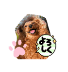 シープードル愛犬タピオカ物語2（個別スタンプ：16）