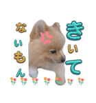 はるくんもうすぐ2才。悶絶可愛い僕？（個別スタンプ：1）