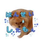 はるくんもうすぐ2才。悶絶可愛い僕？（個別スタンプ：13）