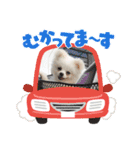 こむぎさん(2)（個別スタンプ：2）