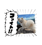 こむぎさん(2)（個別スタンプ：5）