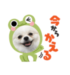 こむぎさん(2)（個別スタンプ：6）