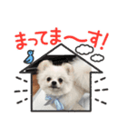 こむぎさん(2)（個別スタンプ：9）