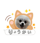 こむぎさん(2)（個別スタンプ：16）
