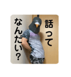 鳩人間の日常（個別スタンプ：6）