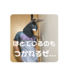 鳩人間の日常（個別スタンプ：27）