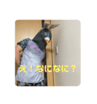 鳩人間の日常（個別スタンプ：28）