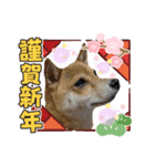 福ちゃんだね♡新年ご挨拶編（個別スタンプ：8）