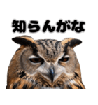 フクロウの本音が飛び出す（個別スタンプ：1）