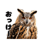 フクロウの本音が飛び出す（個別スタンプ：9）