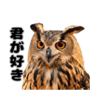 フクロウの本音が飛び出す（個別スタンプ：13）