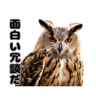 フクロウの本音が飛び出す（個別スタンプ：14）