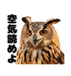 フクロウの本音が飛び出す（個別スタンプ：15）