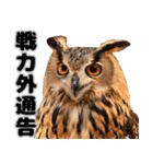 フクロウの本音が飛び出す（個別スタンプ：16）