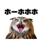 フクロウの本音が飛び出す（個別スタンプ：36）