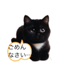 黒猫ちゃんのつぶやき（個別スタンプ：14）