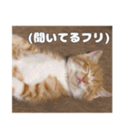 うちのキュートなネコちゃんスタンプ（個別スタンプ：1）