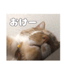 うちのキュートなネコちゃんスタンプ（個別スタンプ：2）