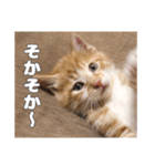 うちのキュートなネコちゃんスタンプ（個別スタンプ：3）