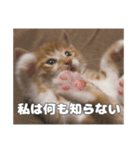 うちのキュートなネコちゃんスタンプ（個別スタンプ：4）