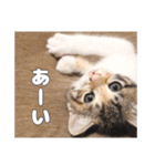 うちのキュートなネコちゃんスタンプ（個別スタンプ：5）