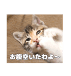うちのキュートなネコちゃんスタンプ（個別スタンプ：6）