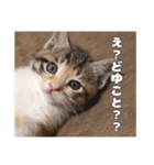 うちのキュートなネコちゃんスタンプ（個別スタンプ：7）