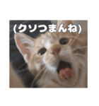 うちのキュートなネコちゃんスタンプ（個別スタンプ：8）