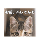 うちのキュートなネコちゃんスタンプ（個別スタンプ：9）